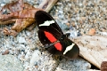 HELICONIDAE, Heliconius clysonimus